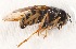  (Chrysotoxum elegans - JeffSkevingtonSpecimen#31344)  @12 [ ] No Rights Reserved (2015) Unspecified CNC