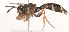  (Paramixogaster variegatus - Jeff_Skevington_Specimen45017)  @11 [ ] No Rights Reserved (2015) Unspecified CNC