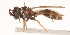  (Paramixogaster sp. 14-14 - Jeff_Skevington_Specimen45020)  @11 [ ] No Rights Reserved (2015) Unspecified CNC