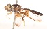  (Allobaccha sp. 14-10 - QM_REG._NO._T221443)  @12 [ ] No Rights Reserved (2015) Unspecified CNC