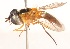  (Asarkina Species B - QM_REG._NO._T221472)  @13 [ ] No Rights Reserved (2015) Unspecified CNC
