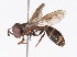  (Paramixogaster sp. 14-13 - QM_REG._NO._T222244)  @14 [ ] No Rights Reserved (2015) Unspecified CNC