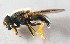  (Cheilosia heptapotamica - Sander_Bot_Specimen#16)  @14 [ ] No Rights Reserved (2015) Unspecified CNC