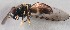  (Xanthandrus babyssa - Sander_Bot_Specimen#40)  @12 [ ] No Rights Reserved (2015) Unspecified CNC