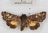  ( - RMZ1541-2)  @14 [ ] CreativeCommons - Attribution Non-Commercial Share-Alike (2015) Helgeland Museum Helgeland Museum