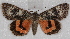  ( - RMZ7225_1)  @14 [ ] CreativeCommons - Attribution Non-Commercial Share-Alike (2015) Helgeland Museum Helgeland Museum