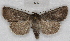  ( - RMZ8193_11)  @13 [ ] CreativeCommons - Attribution Non-Commercial Share-Alike (2015) Helgeland Museum Helgeland Museum