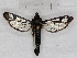  ( - RMZ8462_1)  @14 [ ] CreativeCommons - Attribution Non-Commercial Share-Alike (2015) Helgeland Museum Helgeland Museum
