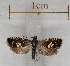  ( - RMZ8709)  @13 [ ] CreativeCommons - Attribution Non-Commercial Share-Alike (2015) Helgeland Museum Helgeland Museum