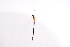  ( - 16SZON-206)  @11 [ ] c (2016) Hui Dong Fairy Lake Botanical Garden,Shenzhen & CAS
