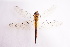  ( - 16SZON-400)  @11 [ ] c (2016) Hui Dong Fairy Lake Botanical Garden,Shenzhen & CAS