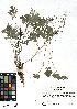  (Callianthemum anemonoides - SZU50090007_01)  @11 [ ] by-nc-sa (2024) SZU University of Salzburg