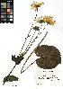  (Doronicum - SZU50090012_01)  @11 [ ] by-nc-sa (2024) SZU University of Salzburg