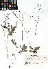  (Micranthes stellaris - SZU50090069_01)  @11 [ ] by-nc-sa (2024) SZU University of Salzburg
