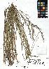  (Helictochloa - SZU50090076_01)  @11 [ ] by-nc-sa (2024) SZU University of Salzburg