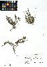  (Campanuloideae - SZU50090078_01)  @11 [ ] by-nc-sa (2024) SZU University of Salzburg