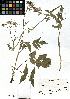  (Heracleum - SZU50090106_01)  @11 [ ] by-nc-sa (2024) SZU University of Salzburg