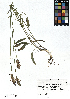  (Phyteuma - SZU50090122_01)  @11 [ ] by-nc-sa (2024) SZU University of Salzburg