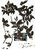 (Salix mielichhoferi - SZU50090132_01)  @11 [ ] by-nc-sa (2024) SZU University of Salzburg