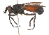  (Germariochaetini - ThZ00001)  @11 [ ] Unspecified (default): All Rights Reserved  Unspecified Unspecified