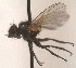  (Phytomyptera nigroaenea - JP00097)  @11 [ ] CreativeCommons - Attribution Non-Commercial (2014) Marko Mutanen University of Oulu