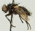  (Loewia phaeoptera - JP00236)  @11 [ ] CreativeCommons - Attribution Non-Commercial (2012) Marko Mutanen University of Oulu