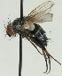  (Peribaea tibialis - JP00262)  @13 [ ] CreativeCommons - Attribution Non-Commercial (2012) Marko Mutanen University of Oulu