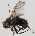  (Phytomyptera minutissima - JP00612)  @14 [ ] CreativeCommons - Attribution Non-Commercial (2012) Marko Mutanen University of Oulu