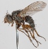  (Entomophaga sufferta - JP00617)  @11 [ ] CreativeCommons - Attribution Non-Commercial (2012) Marko Mutanen University of Oulu