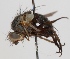  (Entomophaga sufferta - JP00618)  @11 [ ] CreativeCommons - Attribution Non-Commercial (2012) Marko Mutanen University of Oulu