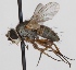  (Siphona maculata - JP00644)  @14 [ ] CreativeCommons - Attribution Non-Commercial (2012) Marko Mutanen University of Oulu