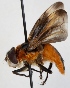  (Phasia hemiptera - JP00759)  @14 [ ] CreativeCommons - Attribution Non-Commercial (2012) Marko Mutanen University of Oulu