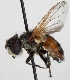  (Phasia aurigera - JP00760)  @14 [ ] CreativeCommons - Attribution Non-Commercial (2012) Marko Mutanen University of Oulu