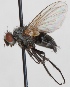  (Phytomyptera cingulata - JP00770)  @13 [ ] CreativeCommons - Attribution Non-Commercial (2012) Marko Mutanen University of Oulu