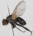  (Phytomyptera zonella - JP00775)  @13 [ ] CreativeCommons - Attribution Non-Commercial (2012) Marko Mutanen University of Oulu
