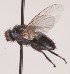  (Phytomyptera nigrina - JP00864)  @12 [ ] CreativeCommons - Attribution Non-Commercial (2014) Marko Mutanen University of Oulu