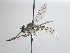  (Tolmerus calceatus - JP2022-001)  @11 [ ] CreativeCommons Attribution NonCommercial  (2022) Unspecified University of Eastern Finland