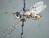  (Xanthophyto sp. 7JOS - CA13bc)  @11 [ ] (by) (2020) Unspecified Wright State University