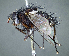  (Xanthophyto sp. 10S - USNM1295523)  @11 [ ] (by) (2020) Unspecified Wright State University