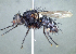  (Xanthophyto sp. 10E - CA14bc)  @11 [ ] (by) (2020) Unspecified Wright State University