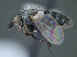  (Phytomyptera sp. 6JMP - CTNI008)  @11 [ ] (by) (2020) Unspecified Wright State University