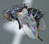  (Phytomyptera sp. 2JMP_Nr - INPA100)  @11 [ ] (by) (2020) Unspecified Wright State University