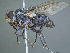  (Xanthophyto sp. 5JOS - USNM1295446)  @11 [ ] (by) (2020) Unspecified Wright State University