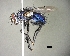  (Chrysotachina sp. JM2 - YY74436)  @11 [ ] (by) (2020) Unspecified Wright State University