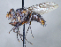  (Xanthophyto sp. 8aMD - USMN1243049)  @11 [ ] (by) (2020) Unspecified Wright State University