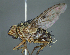  (Xanthophyto sp. S9 - USNM1295468)  @11 [ ] (by) (2020) Unspecified Wright State University