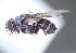  (Phytomyptera sp. 1JMP - UNB-P41)  @11 [ ] (by) (2020) Unspecified Wright State University