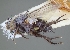  (Phytomyptera sp. 3JMP - UNB012690)  @11 [ ] (by) (2020) Unspecified Wright State University