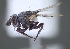  (Phytomyptera sp. 4JMP - UNB-FAL15.02.00)  @11 [ ] (by) (2020) Unspecified Wright State University