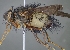  (Hystricia sp. X2 - CEUA42139)  @11 [ ] (by) (2020) Unspecified Wright State University